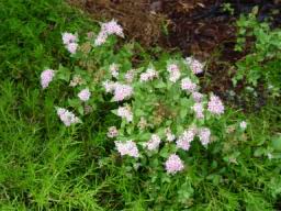 Flower bush3.JPG